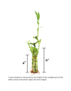 Arreglo de Bambú de la Suerte 5 Tallos NW Wholesaler 30.48 cm 2
