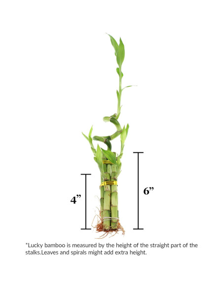Arreglo de Bambú de la Suerte 5 Tallos NW Wholesaler 30.48 cm