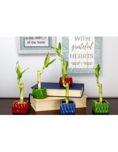 Bambú de la Suerte NW Wholesaler en Maceta Roja 10 cm 2