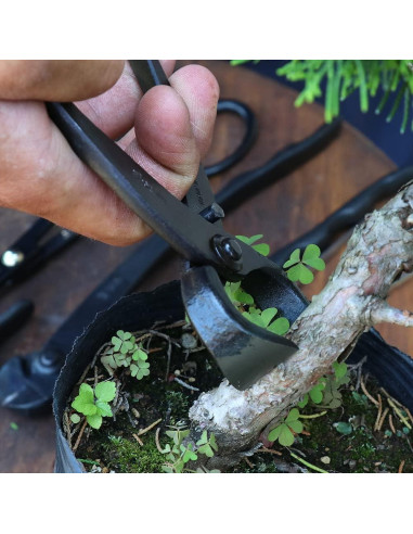 Cortador de Raíces Bonsai Wazakura 170mm Acero Carbono Japonés