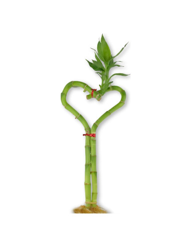 Planta Corazón de Bambú Afortunado Wekiva 25 cm Purificador