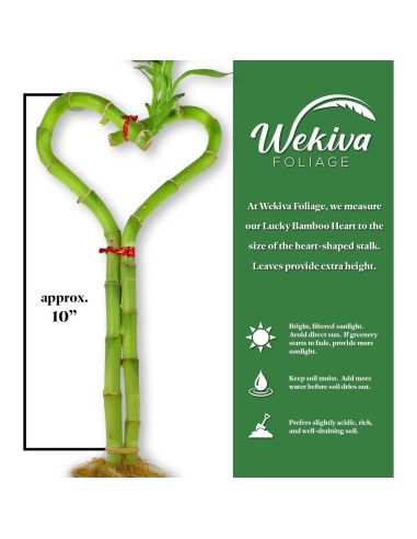Planta Corazón de Bambú Afortunado Wekiva 25 cm Purificador