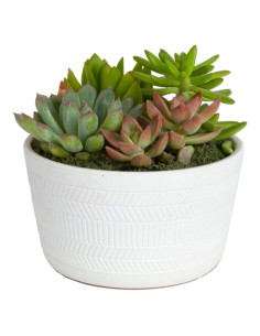 Jardín de Suculentas Vivas Costa Farms en Maceta 15 cm