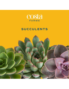 Jardín de Suculentas Vivas Costa Farms en Maceta 15 cm 2