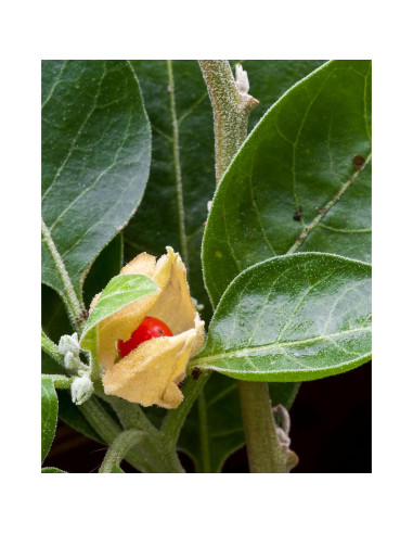 Extracto Líquido de Ashwagandha Orgánico Herb Pharm 30 ml