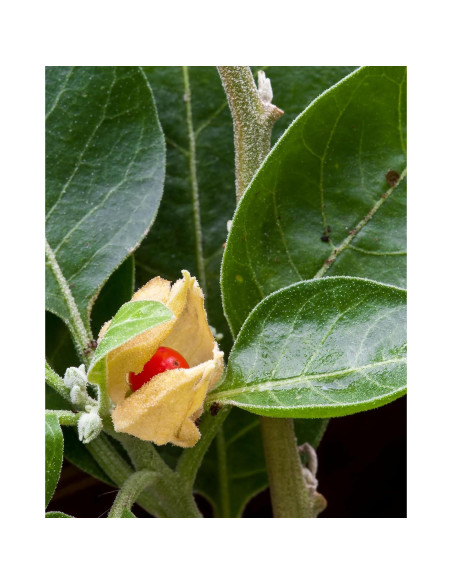 Extracto Líquido de Ashwagandha Orgánico Herb Pharm 30 ml