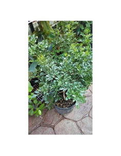 Planta de Perfume Aglaia odorata 9EzTropical 0.61m en Maceta 3.78L