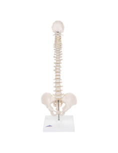 Columna Vertebral Humana Mini 3B Scientific A18/21 - 44 cm Flexible