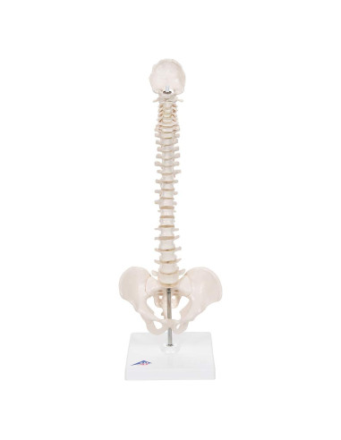 Columna Vertebral Humana Mini 3B Scientific A18/21 - 44 cm Flexible