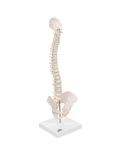 Columna Vertebral Humana Mini 3B Scientific A18/21 - 44 cm Flexible 2