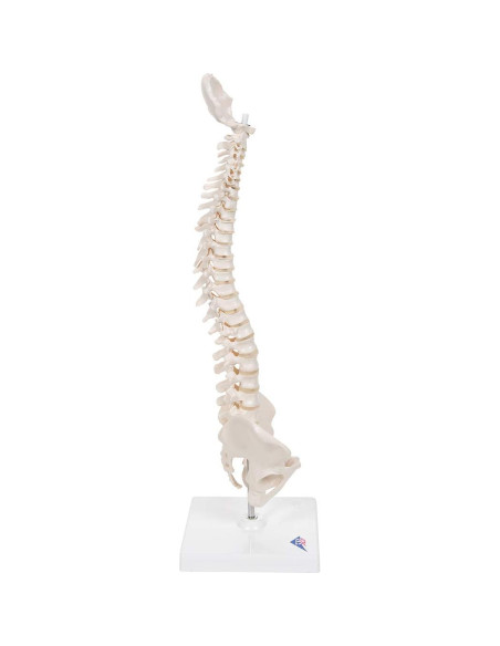 Columna Vertebral Humana Mini 3B Scientific A18/21 - 44 cm Flexible