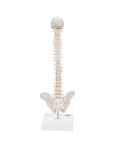 Columna Vertebral Humana Mini 3B Scientific A18/21 - 44 cm Flexible