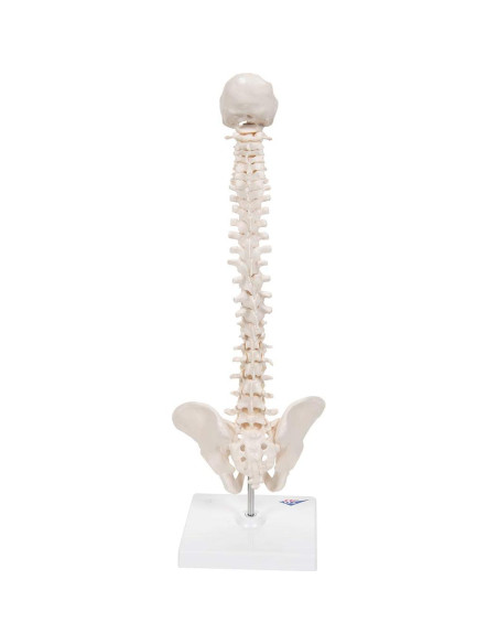 Columna Vertebral Humana Mini 3B Scientific A18/21 - 44 cm Flexible