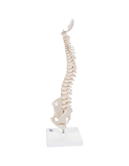 Columna Vertebral Humana Mini 3B Scientific A18/21 - 44 cm Flexible