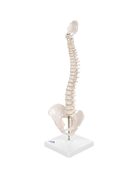 Columna Vertebral Humana Mini 3B Scientific A18/21 - 44 cm Flexible