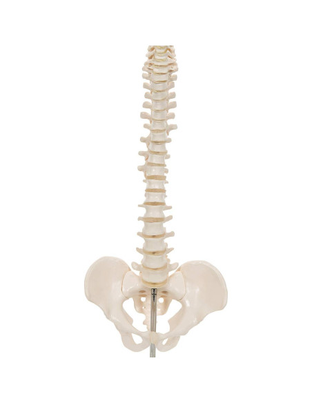 Columna Vertebral Humana Mini 3B Scientific A18/21 - 44 cm Flexible