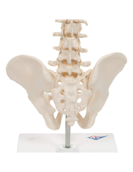 Columna Vertebral Humana Mini 3B Scientific A18/21 - 44 cm Flexible