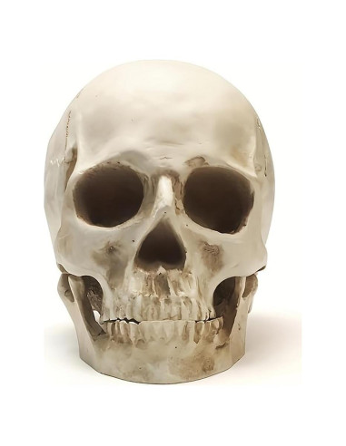Calavera Humana de Resina SOACH 1:1 para Decoración Halloween