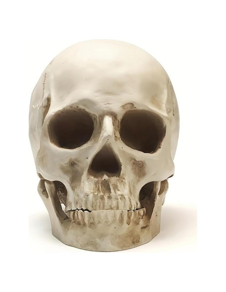 Calavera Humana de Resina SOACH 1:1 para Decoración Halloween