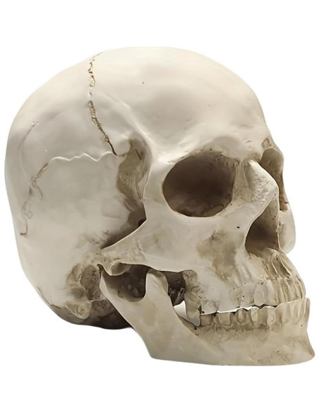 Calavera Humana de Resina SOACH 1:1 para Decoración Halloween