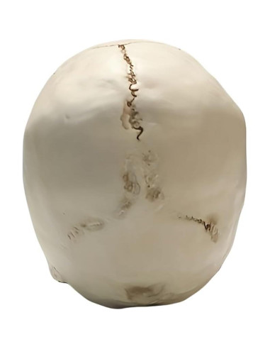 Calavera Humana de Resina SOACH 1:1 para Decoración Halloween