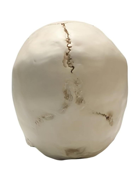 Calavera Humana de Resina SOACH 1:1 para Decoración Halloween