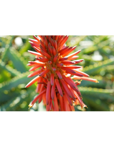 Lente Sony SEL40F25G FE 40mm f/2.5 G Ultra-Compacto