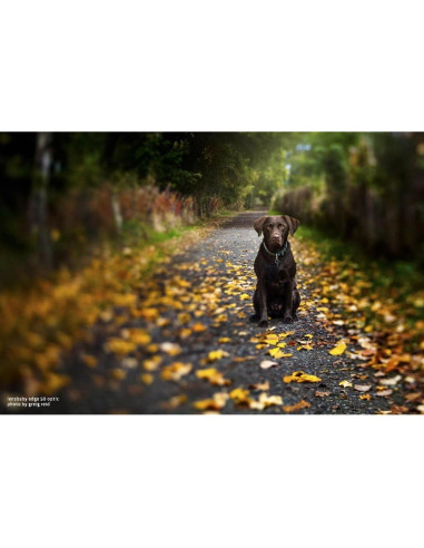 Objetivo Composer Pro II Lensbaby 50mm f/3.2 Inclinación
