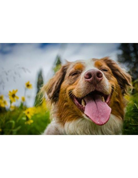 Vitaminas Ultra para Perros Mayores - Masticables 90 Unidades