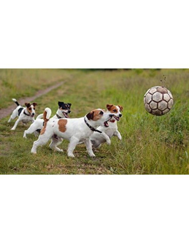 Vitaminas Ultra para Perros Mayores - Masticables 90 Unidades