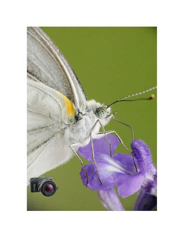 Lente Macro Raynox DCR-250 Snap-On 59.53g 52-67mm