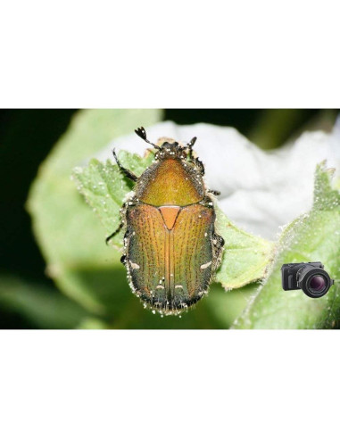 Lente Macro Raynox DCR-250 Snap-On 59.53g 52-67mm