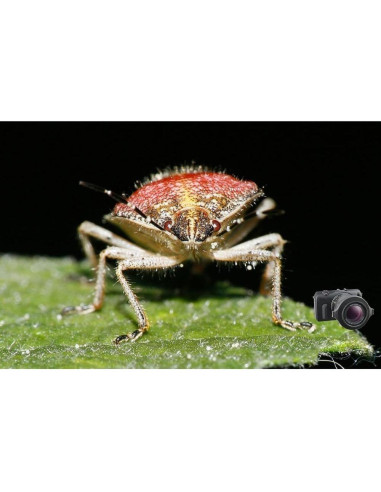 Lente Macro Raynox DCR-250 Snap-On 59.53g 52-67mm