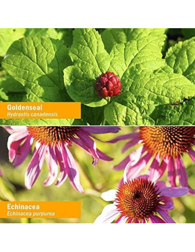 Extracto Líquido de Equinácea Dorada Herb Pharm 118ml Orgánico