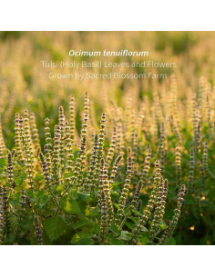 Té de Tulsi Orgánico 145 g - Sacred Blossom Farm - Albahaca Sagrada 2