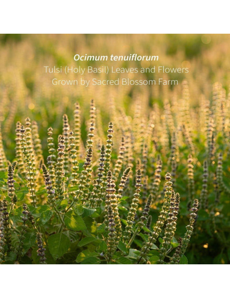Té de Tulsi Orgánico 145 g - Sacred Blossom Farm - Albahaca Sagrada