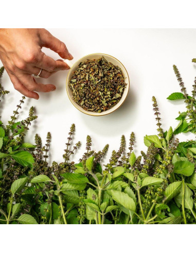 Té de Tulsi Orgánico 145 g - Sacred Blossom Farm - Albahaca Sagrada