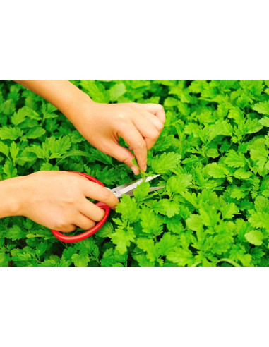 Té Herbal Madrewort Health Embassy 100g - Libre de OGM