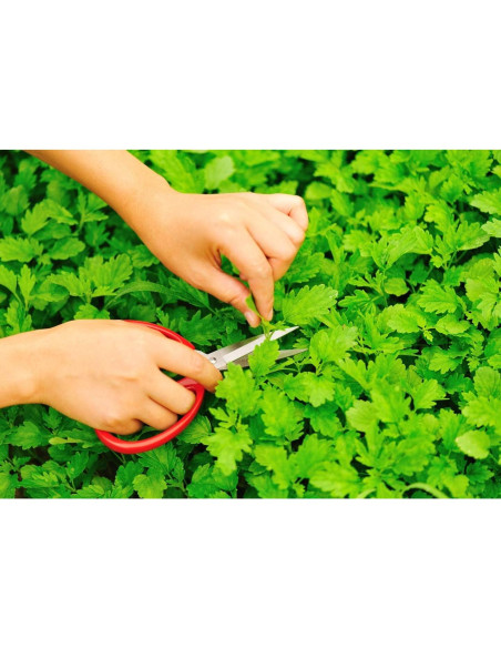 Té Herbal Madrewort Health Embassy 100g - Libre de OGM