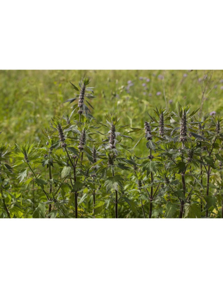 Té Herbal Madrewort Health Embassy 100g - Libre de OGM