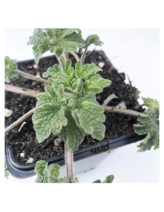 Planta de Motherwort Orgánica Smoke Camp Crafts 6.35 cm