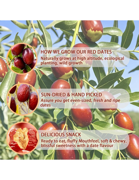 Dátiles Rojos Jujube 500g - Fruta Seca Sin Azúcar Añadido