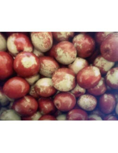 Planta de Jujube Orgánica - Fruta Dulce y Crujiente 1.36 kg 2