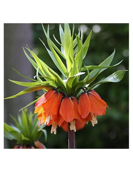 Bulbos de Fritillaria Rubra Maxima - Flores Naranjas 0.61-0.91m