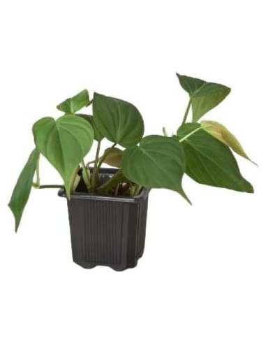 Planta de Interior Philodendron Cordatum 3" Maceta - Genérica