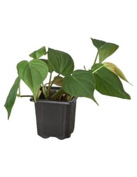 Planta de Interior Philodendron Cordatum 3" Maceta - Genérica