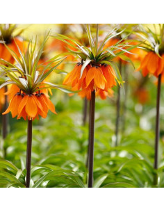 Bulbos de Fritillaria Rubra Maxima - Flores Naranjas 0.61-0.91m 2