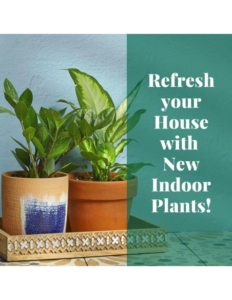 Planta de Interior Philodendron Cordatum 3" Maceta - Genérica