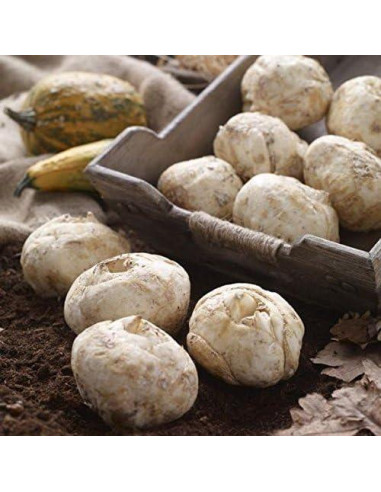 Bulbos de Fritillaria Rubra Maxima - Flores Naranjas 0.61-0.91m