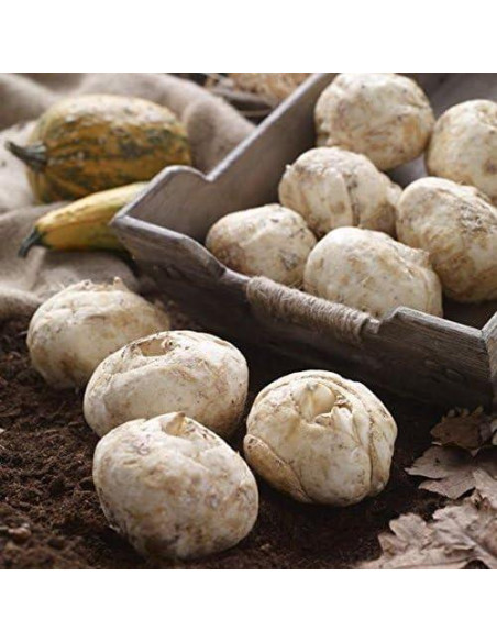 Bulbos de Fritillaria Rubra Maxima - Flores Naranjas 0.61-0.91m